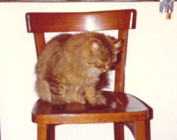 Scrumpy, The Cricket Inn cat - 1981ish